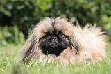 PEKINOIS 154